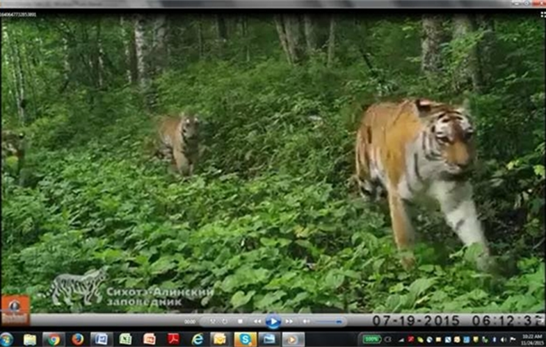 russian tiger
